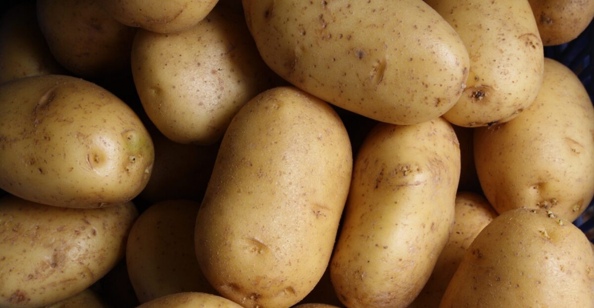 Upheaval for agriculture: Construction of a potato processing factory is underway in Bosnia and Herzegovina