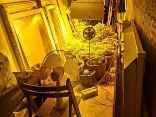 Action "Source One" in Sarajevo: a 47-year-old fell due to the production of marijuana