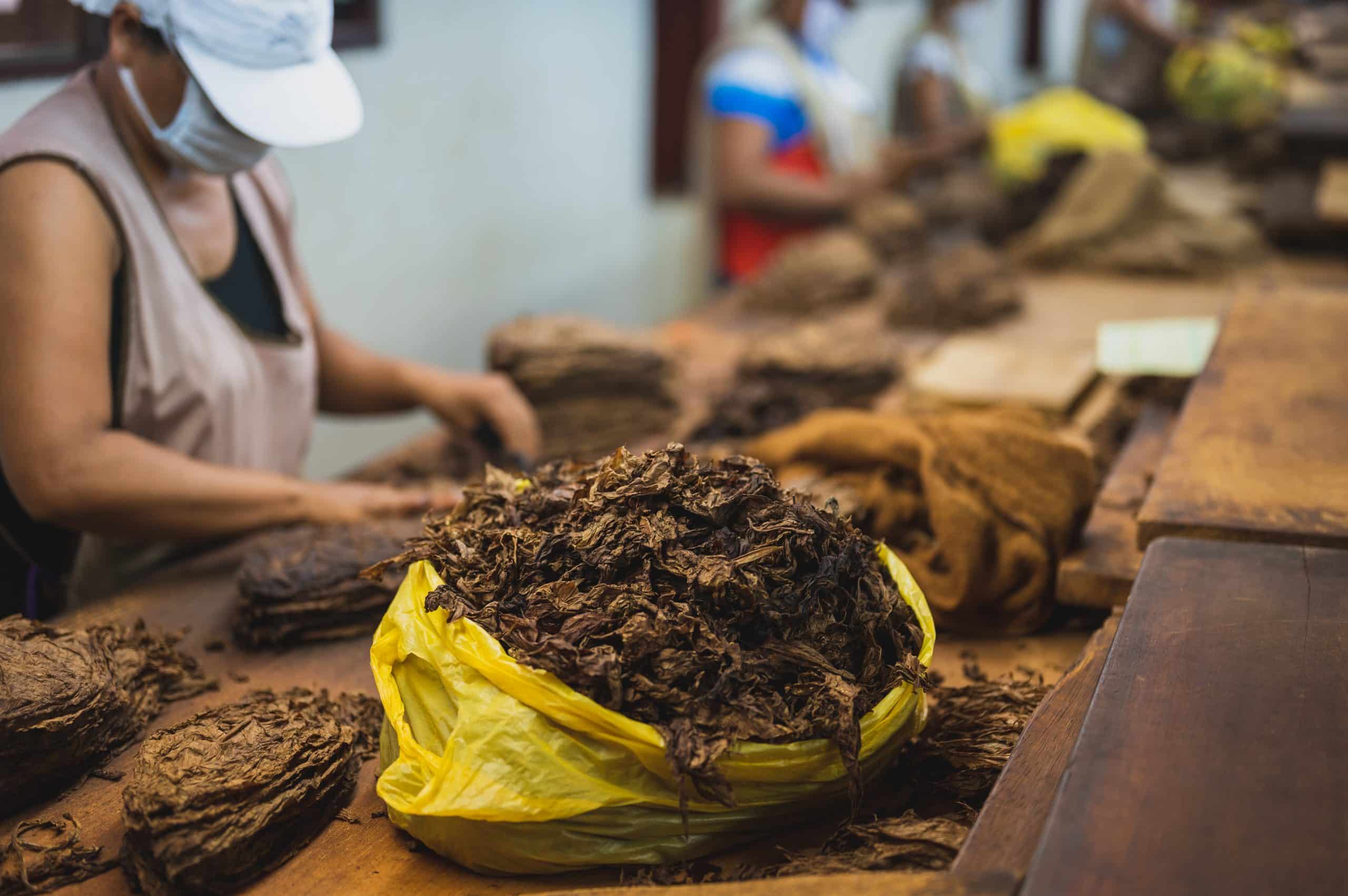 In the space between the field and the black market, raw tobacco is outside the excise system