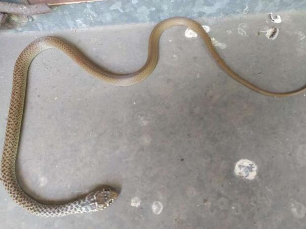 Snakes on the streets of Mostar: Is there enough serum before summer?