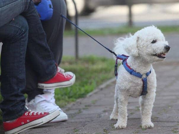 The Italian city introduced fines for dog owners, up to 500 euros
