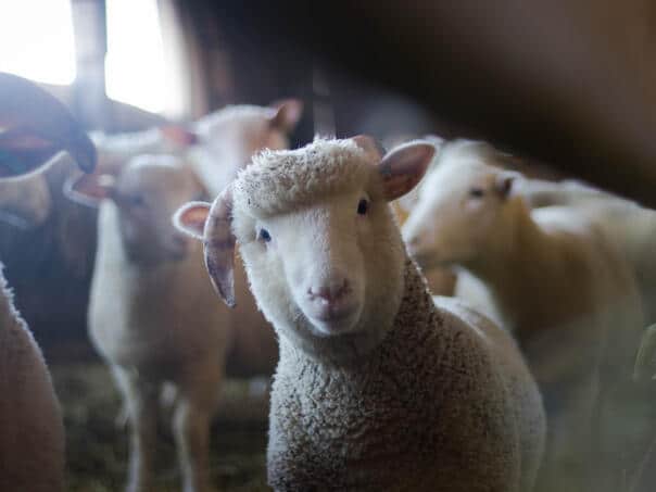 After human infection: Inspectors "they comb their hair" farms in Semberija