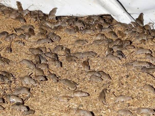 Massive infestation: Mice terrorize farmers in Australia
