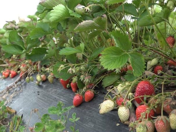 A fruit grower from Prijedor has been growing strawberries for 12 years and personally delivers them to customers