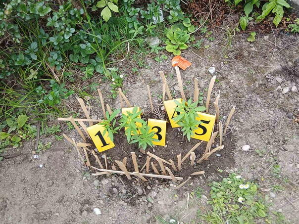 In Prijedor, the police found and seized cocaine and marijuana