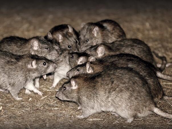 Australian farmers struggle with mice: They enter houses and installations