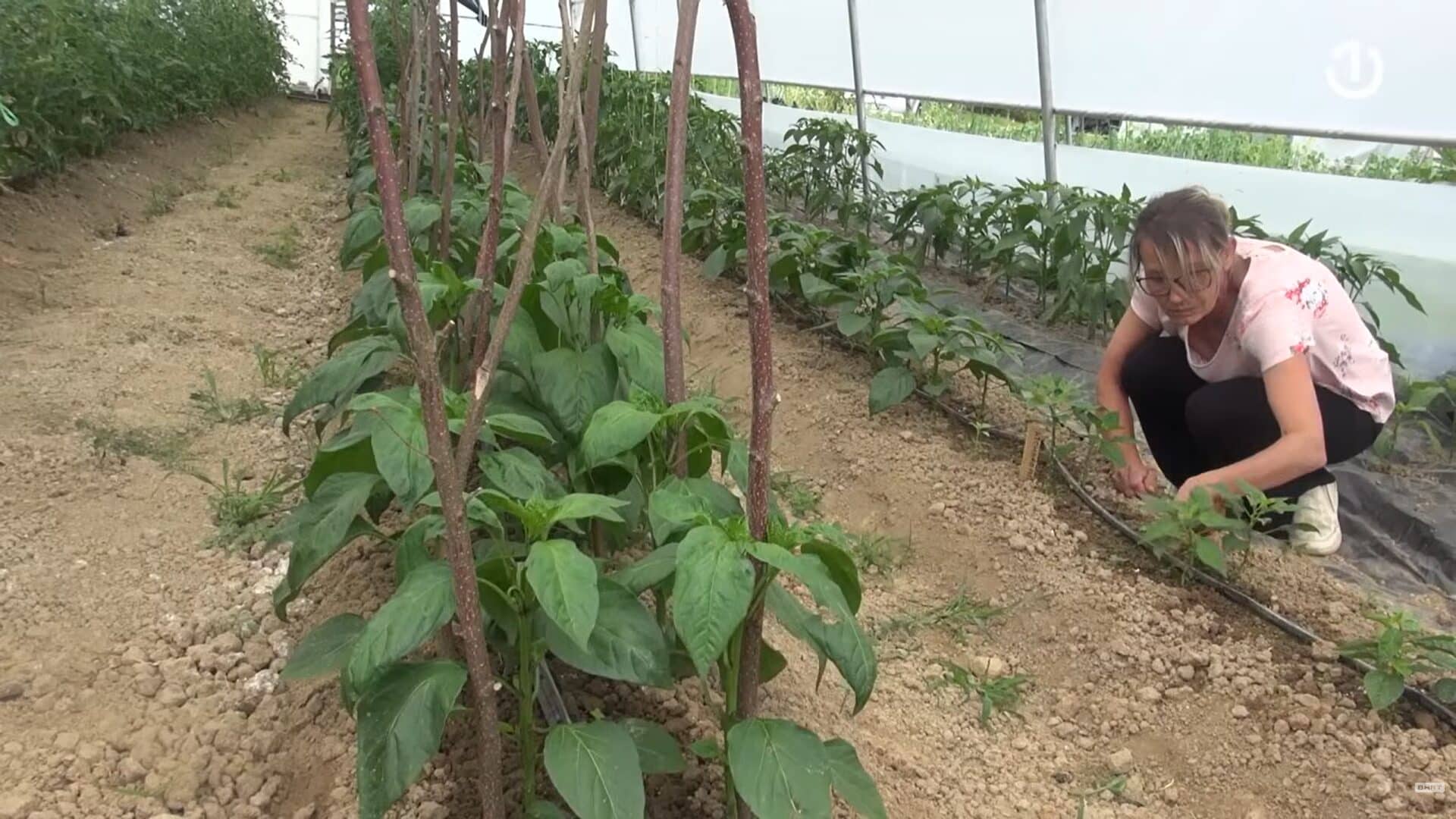 THE WONDERFUL GARDEN IN USORA The most expensive type of pepper grows here! It reaches a staggering $20,000