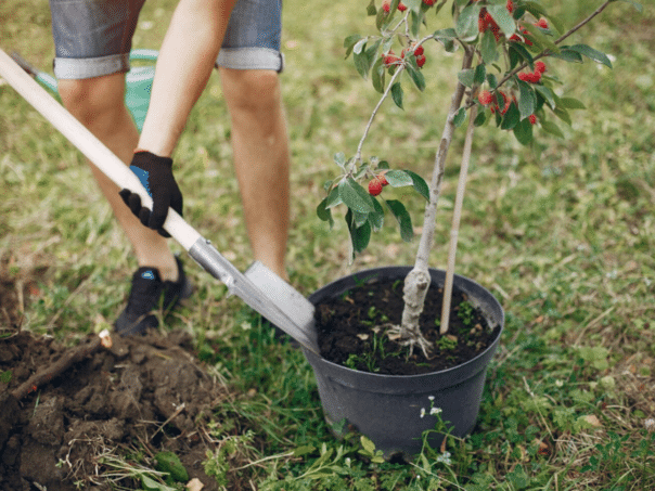 200 free fruit tree seedlings are available to the citizens of Sarajevo municipality