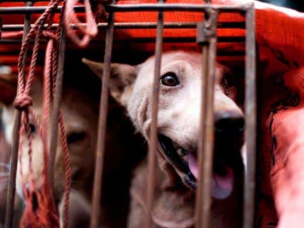 The scandal that shocked China: Adopted dogs and brutally abused them