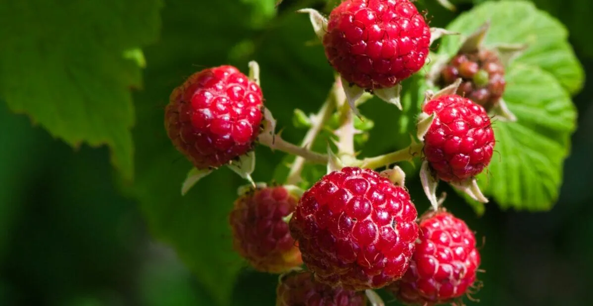 Mulberry growers are satisfied: The rain brought a better and more abundant harvest