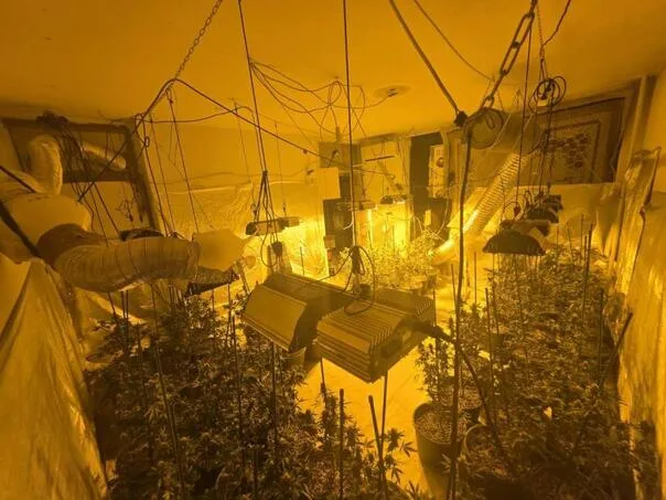 Police in Sarajevo found laboratories for growing marijuana