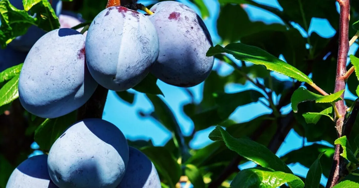 Plums from Bosnia and Herzegovina conquer Germany, a record crop filled the cold storage in just seven days